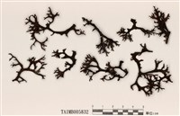 藏品(島衣屬)的圖片